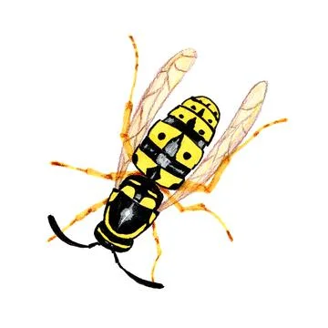 Drawn marker wasp clip art Stock Illustration