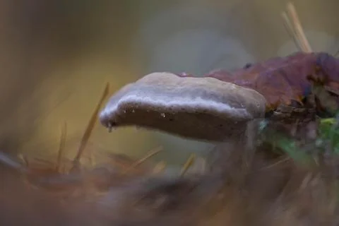 Like the drawn one Stock Photos