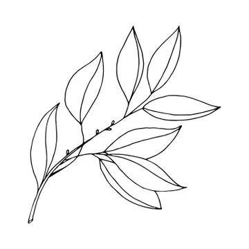 Drawn outline leaf isolated on a white background. Stock Illustration