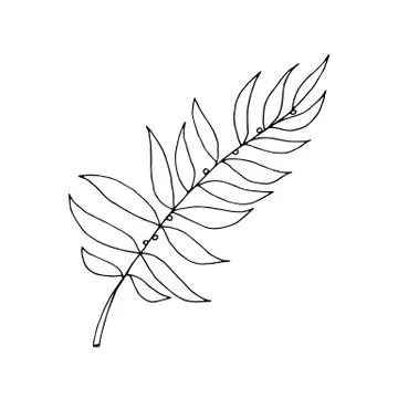 Drawn outline leaf isolated on a white background Stock Illustration