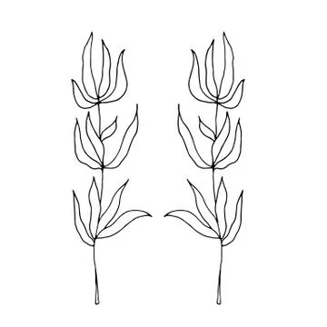 Drawn outline leaf isolated on a white background Illustrazione stock