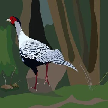 Drawn pheasant in the grass isolated in background Stock Illustration