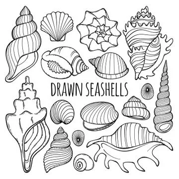 Drawn seashells Illustrazione stock