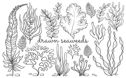 Drawn seaweeds Stock Illustration