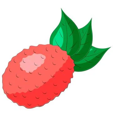 Drawn single fruit lychee and leaf in color Stock Illustration