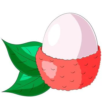 Drawn single fruit lychee and leaf in color Illustrazione stock