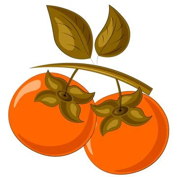 Drawn two fruit half persimmon in color Stock Illustration