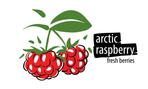 Drawn vector arctic raspberry on a white background Stock Illustration