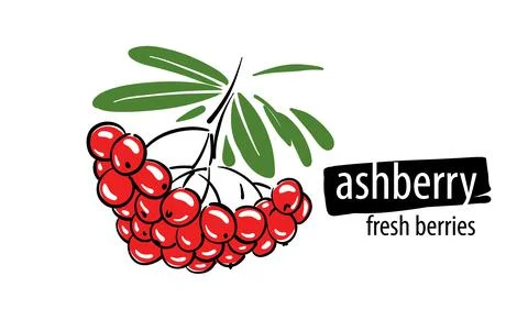 Drawn vector ashberry on a white background Stock Illustration