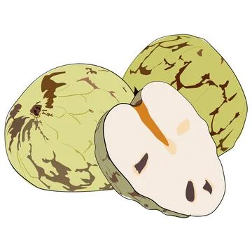 Drawn vector cherimoya on a white background Stock Illustration