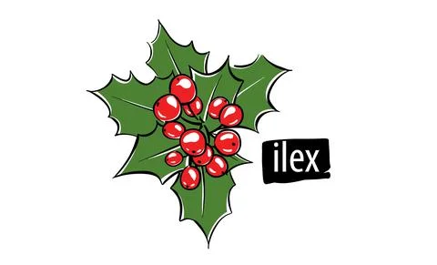 Drawn vector ilex on a white background Stock Illustration
