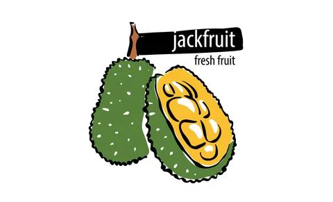 Drawn vector jackfruit on a white background Stock Illustration