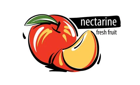 Drawn vector nectarine on a white background Stock Illustration
