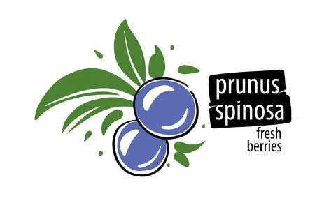 Drawn vector Prunus spinosa on a white background 스톡 일러스트