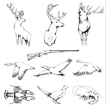 Drawn wild animals collection Stock Illustration