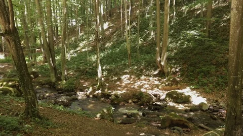 DRB04820deciduousforeStHD Stock Footage 90394338