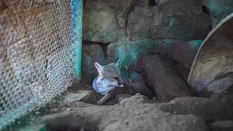 A dreaded fox hiding in the corner Stock Photos