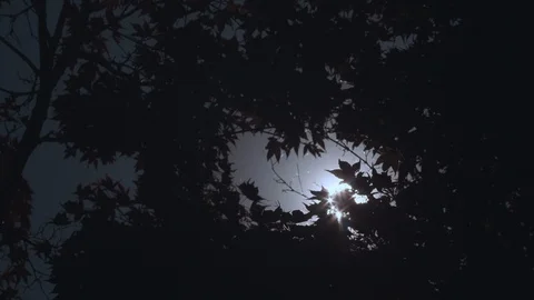 Dreadful Atmosphere - Light caught between Amber Leafs Stock Footage 130108444