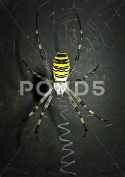 Dreadful spider on the dark background. Stock Photos