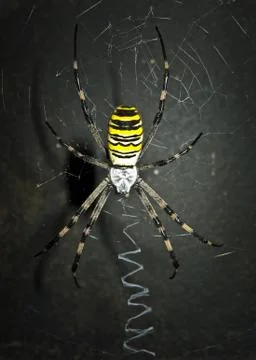 Dreadful spider on the dark background. Stock Photos