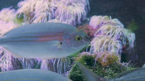 Dream Fish also known as Sarpa Salpa Swimming in the Deep Water. Stock Footage 320018853