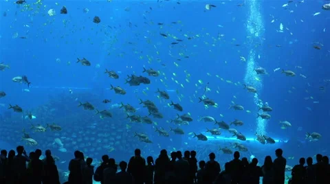 Dream fish tank Stock Footage 45407515