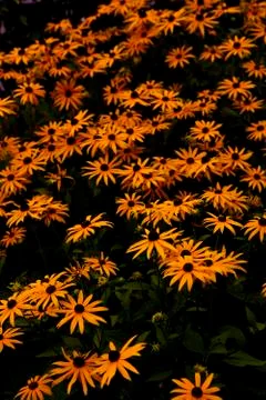 Dream flowers in August Stock Photos