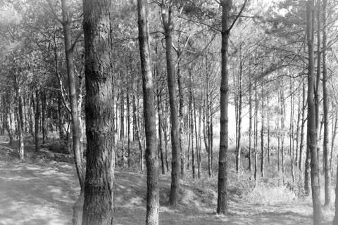 Dream forest Stock Photos