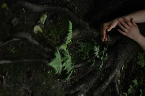 Dream in the forest Foto stock