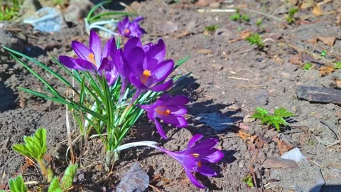 Dream-grass, open shoot Stock Footage 308112578