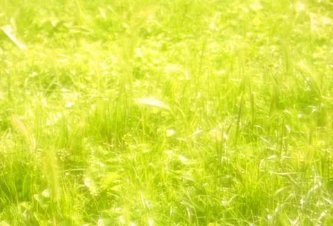 Dream grass Stock Photos