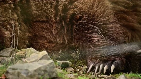 The dream of a large brown bear, a bear in a national nature park. Stock Footage 156640433