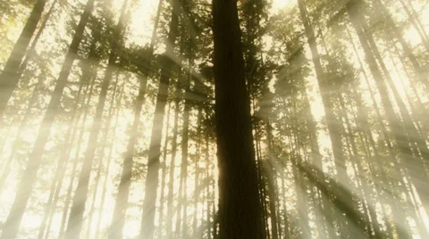 Dream light coming through trees low angle Stock Footage 37733597