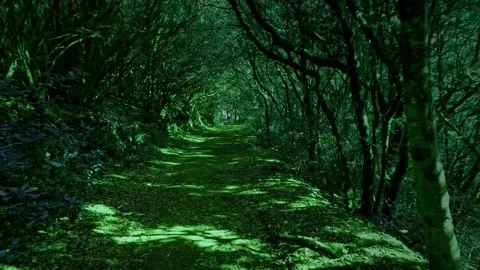 Dream magic trail forest Stock-Footage 205343023