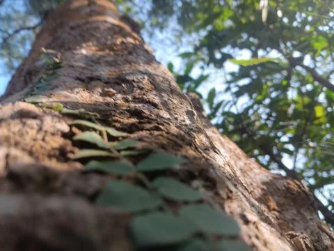 Dream like trees Stock Photos