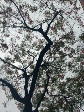 Dream like trees Stock Photos