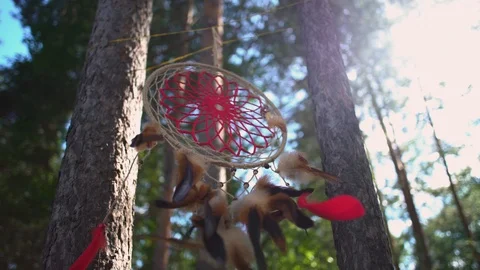 Dreamcatcher in the forest Stock Footage 113856052