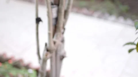Dreamcatcher Tilt Stock Footage