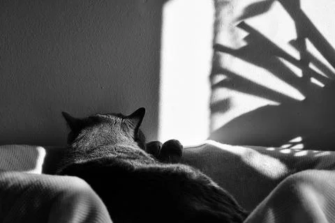 Dreamer Stock Photos