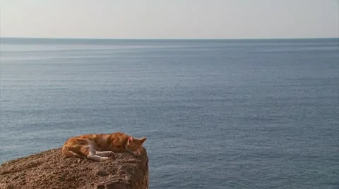 Dreaming cat Video stock 12428593