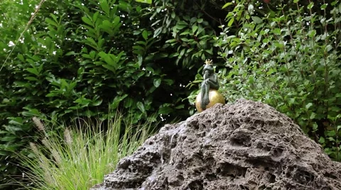 Dreaming Frog Full Shot Stock Footage 41863655