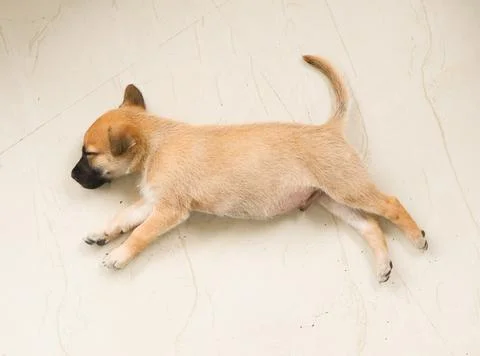 Dreaming golden retreiver puppy Stock Photos