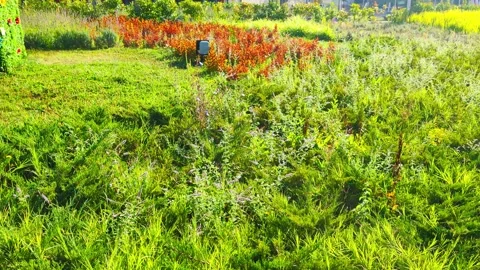Dreaming With The Green Earth Stock Footage 313666792