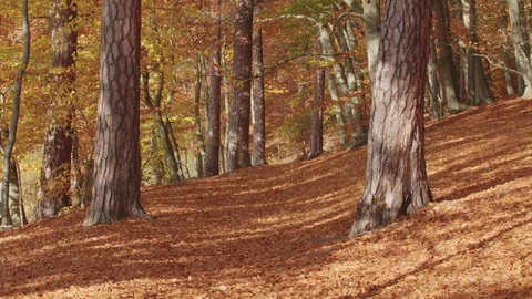 A dreaming movement over an autumnal path Видео 76208095
