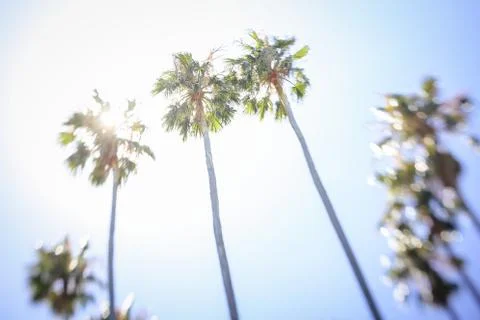 Dreaming of palmtrees Stock Photos