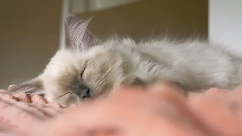 Dreaming ragdoll kitten Stock Footage 201165998