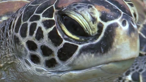 Dreaming Turtle Face From the Underwater World of the Philippines Stock Footage 321049375