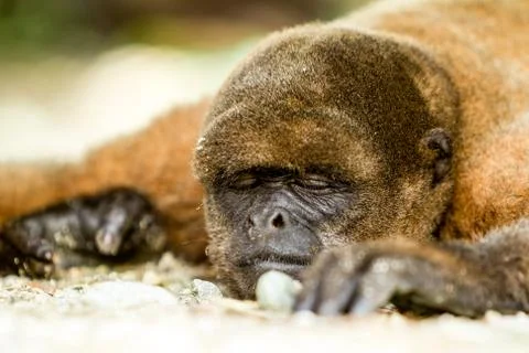 Dreaming Wild Monkey 스톡 사진