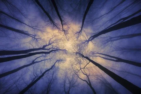 Dreamlight in the Forest Stock Photos