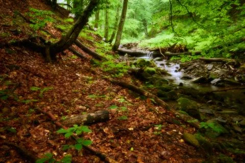 Dreamlike forest Stock Photos